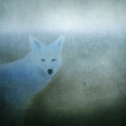 Blue Smoke Coyote