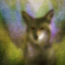 Coyote's Child