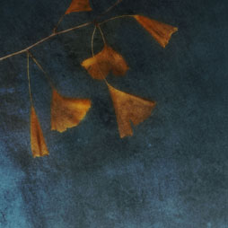 Gingko Fall (triptych)