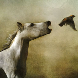 Dream Horse and Finch