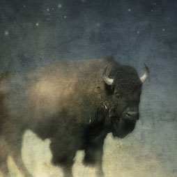 Midnight Buffalo