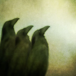 Raven Trio